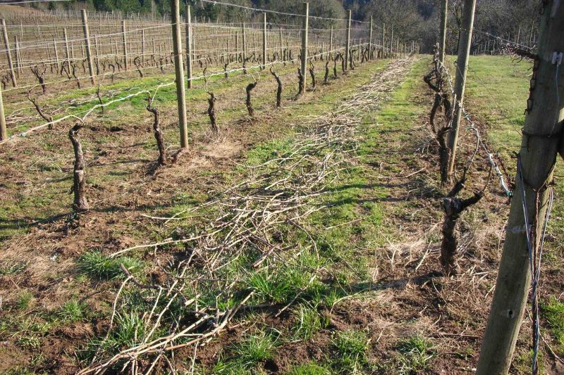 Composting or Mulching of Grape Vine Winter Pruning Residues