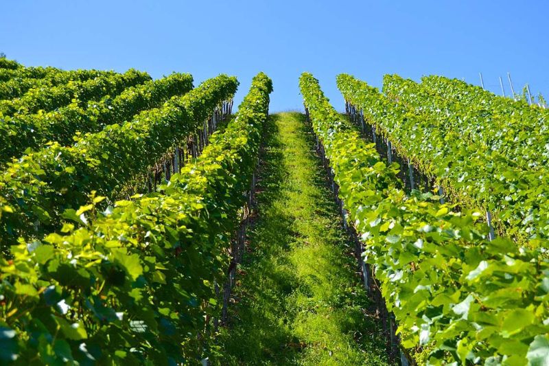 Decision Support System (DSS) to reduce pesticides in viticulture