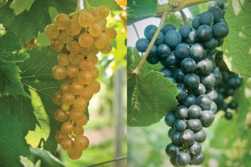 Resistant grape varieties