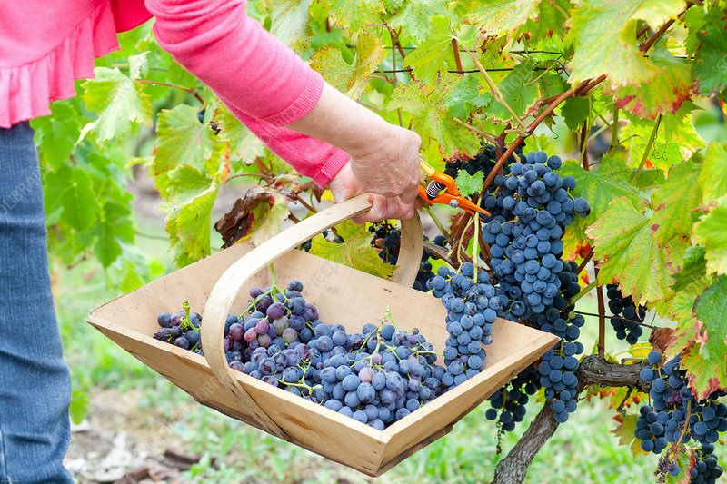 Hand Picking the Grapes