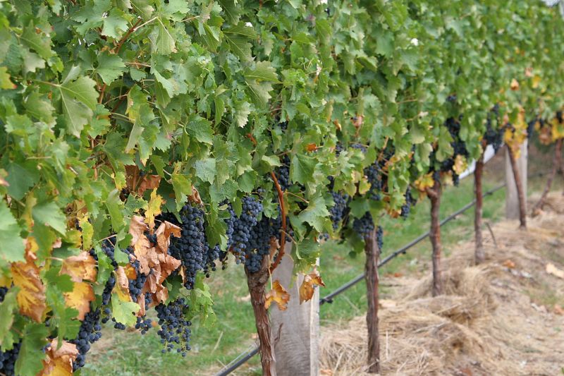 Vineyard Canopy Management
